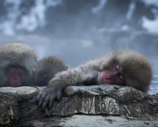 Same-Sex Behavior Evolved In Many Mammals To Reduce Conflict, Study Suggests Same-Sex Behavior Evolved In Many Mammals To Reduce Conflict, Study Suggests - The Times Post